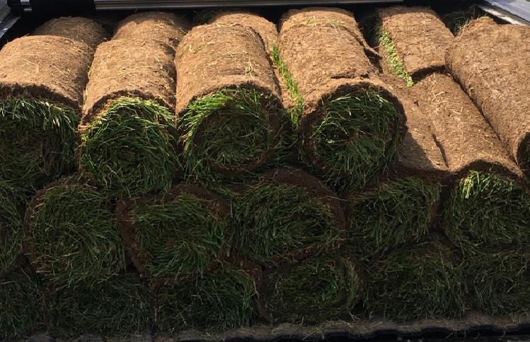 sod rolls